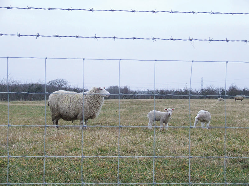 TORNADO STOCKFENCE C8/80/15 50MTR LIVESTOCK MILD STEEL