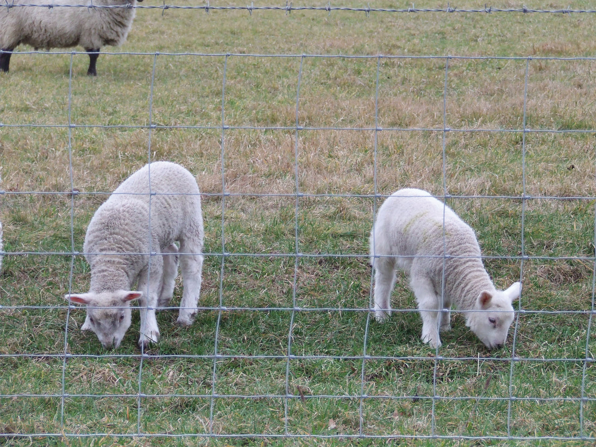 TORNADO STOCKFENCE R8/80/22 100MTR LAMBSAFE HIGH TENSILE